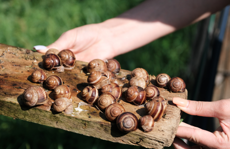Bava di lumache per smagliature funziona, bava di lumaca smagliature , crema alle lumache per smagliature